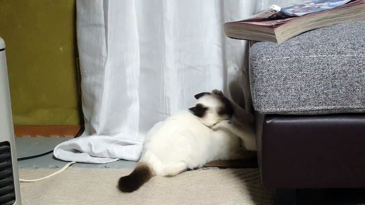 GATOS LUTANDO