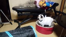 Gatos brincando com kotatsu