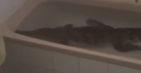 Man Takes a Shower While a Crocodile Soaks in the Tub