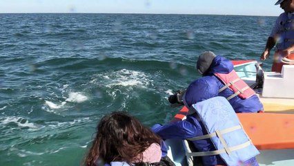 Ballena gris mexicana amenazada por cambio climático