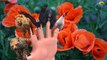Gorilla Finger Family Nursery Children 3d English Rhymes | Animated Finger kids songs