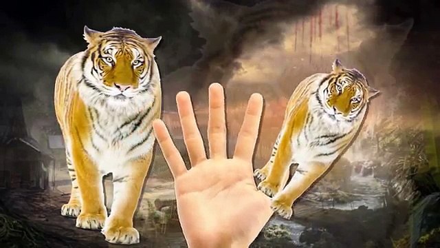 Tiger Cartoons Finger Family Children Nursery Rhymes | Tiger Finger Family Rhymes For Children