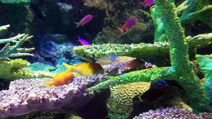 飯田祐巳が見て癒される～熱帯魚がサンゴの下でのんびりしている