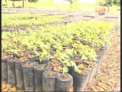Bouaké: L'administration forestière s'inquiète de l'état des 25 forets classées de la zone