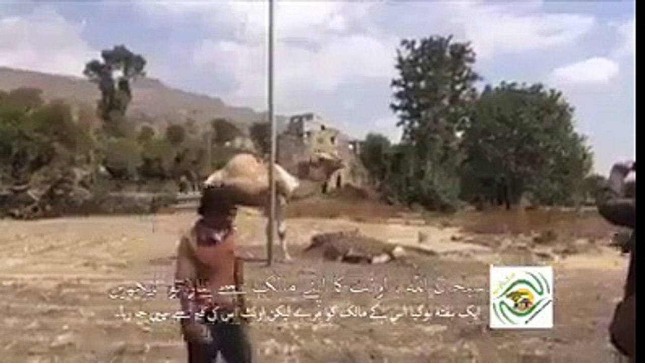 Sad camel refused to leave owner grave