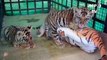 Una madre de plástico para cachorros de tigre en India