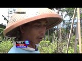 Puluhan Hektar Tanaman Bawang Rusak di Sumenep, Jawa Timur - NET12