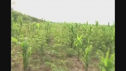 Bolivie : l'Etat d'urgence décrété face à l'invasion de sauterelles