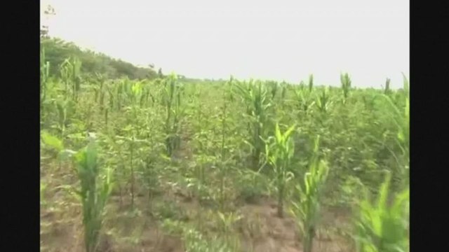 Bolivia battles biblical plague of locusts