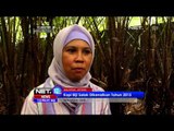 Wisata Petik Buah Salak di Salatiga, Semarang - NEt12
