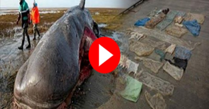 সাগর পাড়ে মরে থাকা তিমির পেট কেটে যা বেরিয়ে এলো, তা দেখলে আপনি তাজ্জব বনে যাবেন (দেখুন ভিডিও )