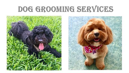 Dog Grooming Services