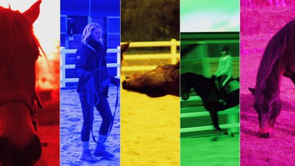 Le cheval, un être sensible