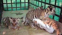 Inde: une drôle de mère de substitution pour bébés tigres