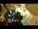 Kemeriahan Kontes Anjing Terbaik Seluruh Ras di Jakarta - NET12