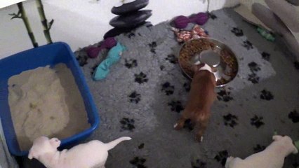 60ème vidéo Chiots de la 27ème portée de STAFFORDLAND