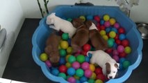 59ème vidéo Chiots de la 27ème portée de STAFFORDLAND