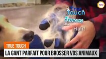 Génial : le gant pour animaux qui retire leurs poils avant qu'ils tombent !