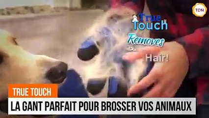 Génial : le gant pour animaux qui retire leurs poils avant qu'ils tombent !