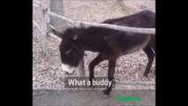 Donkey helps buddies to get over a fence