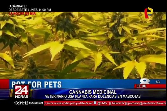 Se incrementa uso de cannabis para tratamiento de mascotas en Estados Unidos