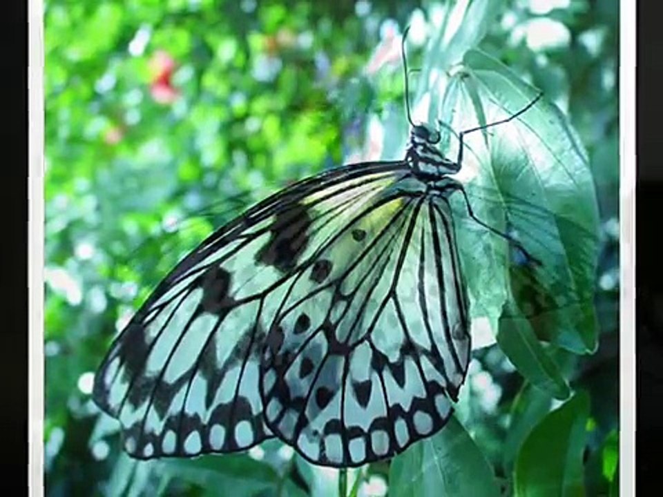 Butterfly Dance