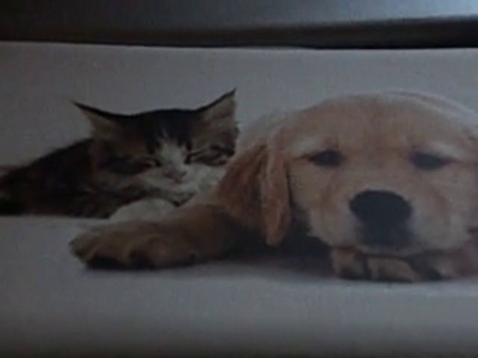 Mes amis  mes  amours  mes  emerde