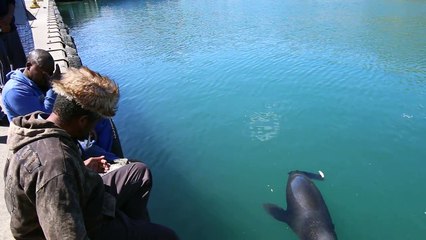 Seal Takes Fish Out of Man's Mouth