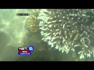 Demi Melestarikan Ekosistem Bawah Laut NTB, Pecinta Lingkungan Lakukan Tranplantasi Karang - NET12