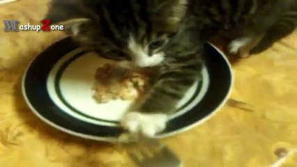 Funny Cats And Kittens Who Don't Want To Share Their Food Compilation [BEST OF]-_Cgx8wT7hjw