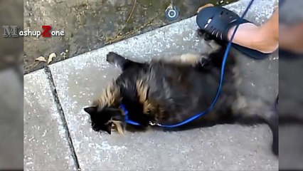 Funny Cats Refusing To Walk Like Dogs - Try Not To Laugh [BEST OF]-joCQDkVGAvY