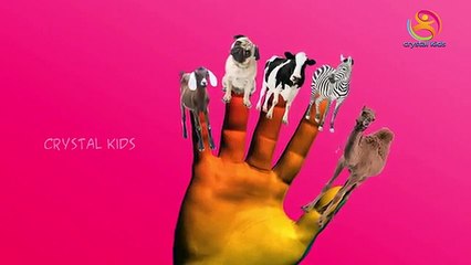 Animals finger family rhymes | Sheep finger family nursery children English rhymes