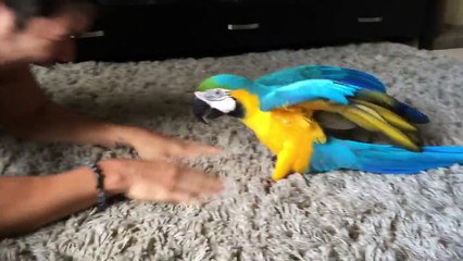 Ce perroquet est un vrai petit chien... Adorable
