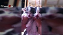 Kittens Meowing - A Cats Meowing Compilation [CUTE]-T7n1R8I22eI