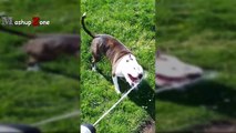 Pitbull Dogs And Puppies - A Funny Videos And Cute Videos Compilation _ NEW HD-Ovgj5hdng7s