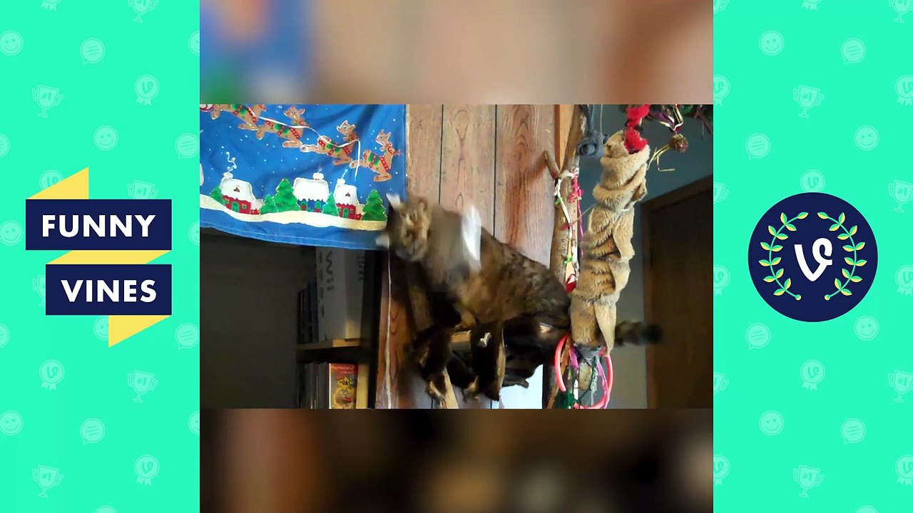 Try Not To Laugh or Grin _ Best Funny Cats Compilation 2017-3ZuTtBq_fXg