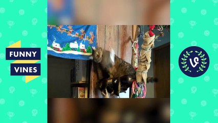 Try Not To Laugh or Grin _ Best Funny Cats Compilation 2017-3ZuTtBq_fXg
