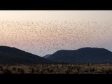Massive Swarm of Birds Gather in Stunning Setting