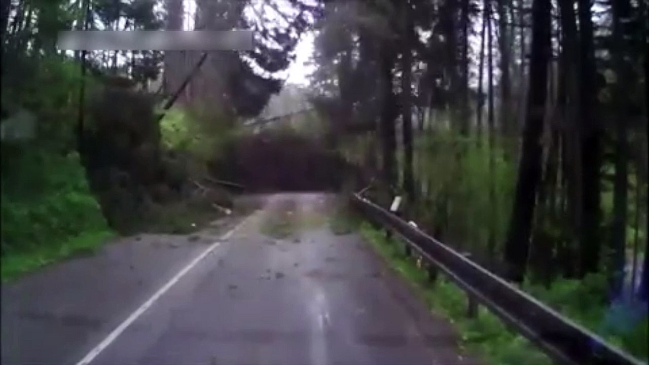 Impressionnant, une série d'arbres chute sur une route !