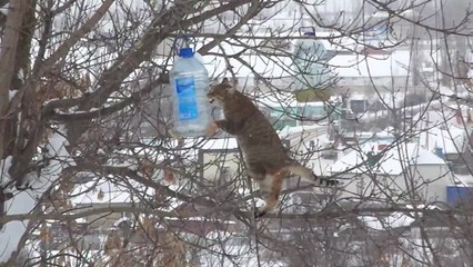 Download Video: Un chat grimpe sur un arbre pour voler le biscuit d'une mangeoire pour oiseaux