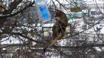 Un chat grimpe sur des branches pour voler le biscuit d’une mangeoire pour oiseaux