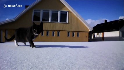 Curious cat is scared by drone
