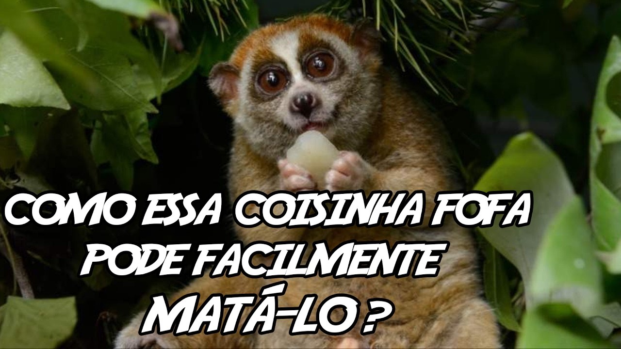 6 animais _bonzinhos_ que podem facilmente te matar