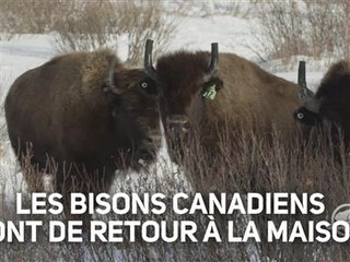 Au Canada, les bisons sont relogés par hélicoptère