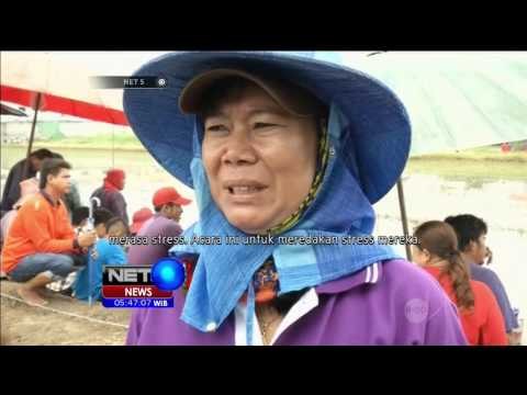 Seekor Koala Membuat Lalu Lintas Macet di Brisbane - NET5