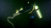 Scuba diver swims with world's largest wolf eel population