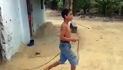 funny dog must watch