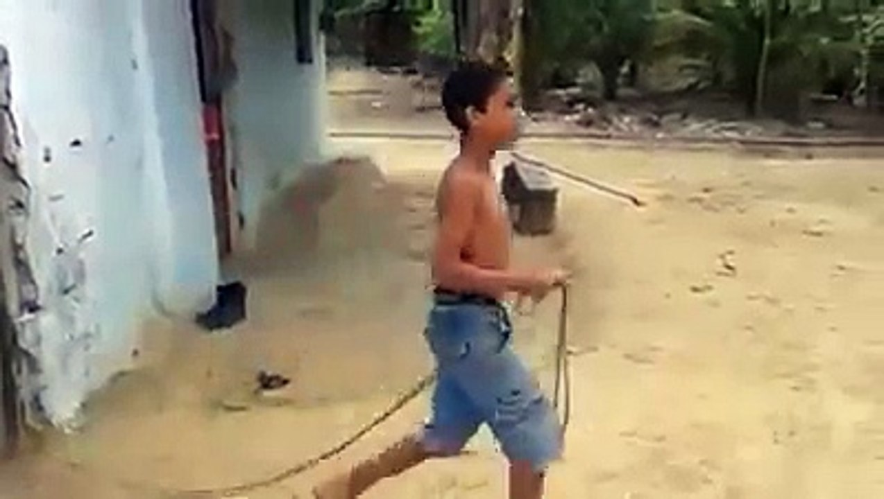 funny dog must watch