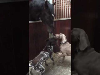 Horse and Dogs Play Game of Tug of War
