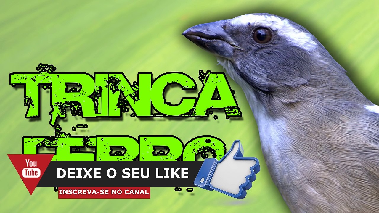 TRINCA FERRO CANTO PARA TREINAMENTO DE FILHOTES E ADULTO